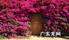 三角梅开花时可以往花上喷水吗 三角梅开花期间能不能洒水