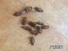 家里蟑螂怎么彻底清除