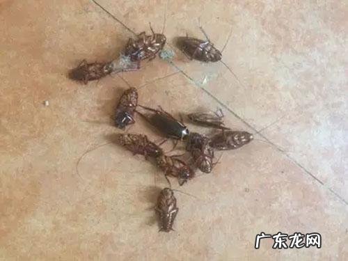 家里蟑螂怎么彻底清除
