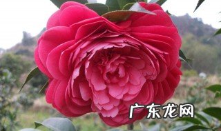 红赤丹茶花是稀有品种吗 红赤丹茶花开花没多久就掉了