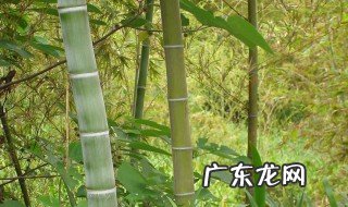 竹子的主要作用 竹子的作用有什么
