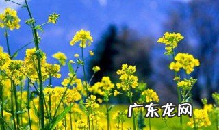 油菜花是什么颜色的 油菜花是什么