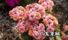 冬季开花植物木本 冬季开花植物木本还是草本