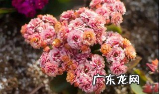 冬季开花植物木本 冬季开花植物木本还是草本