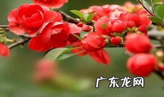 海棠花是先出叶还是先开花 海棠花是先开花还是先长叶