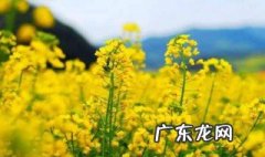 油菜花蕾期如何管理 油菜花花蕾开花需要多长时间