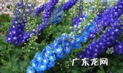 大花飞燕草从播种到开花多长时间 春播大花飞燕草什么时候开花