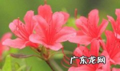 牡丹花长花苞不开的原因 牡娟花有花苞不开花怎么了