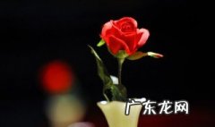 玫瑰花在中午什么时候开花 玫瑰花是早上开还是中午开还是晚上开