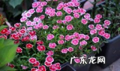 石竹花春天播种什么时候开花 石竹春天播种什么时候开花