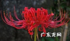彼岸花是什么 彼岸花是什么花?它真实存在吗?