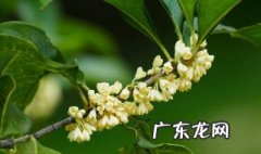 桂花3月份换盆后当年能开花不 桂花3月份换盆后当年能开花