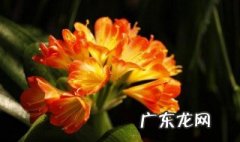 君子兰为什么开花后不再开花 君子兰的花为什么开不大