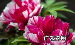 牡丹花喂什么肥好 牡丹花喂什么肥开花更鲜艳