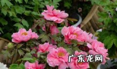 牡丹在开花的时候可以施肥吗 牡丹在开花的时候可以施肥吗
