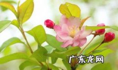 西府海棠是先长叶再开花吗 西府海棠是先长叶再开花吗视频