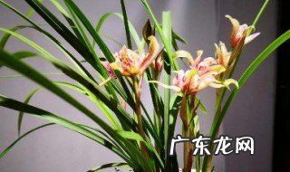 一株二苗的兰花不能开花吗 一株二苗的兰花不能开花吗视频