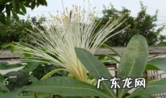 发财树会开花吗兆头 发财树会不会开花开的花是怎样的