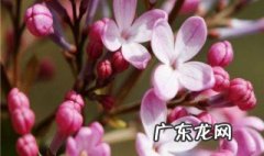 丁香树开的花有毒吗 丁香树开花后的香味对人体有害吗