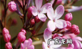 丁香树开的花有毒吗 丁香树开花后的香味对人体有害吗