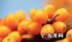 沙棘是什么 沙棘是什么样子图片
