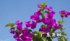 三角梅是什么 三角梅是什么季节开花