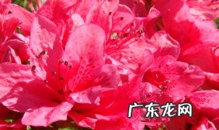 杜鹃的花语 西洋杜鹃的花语