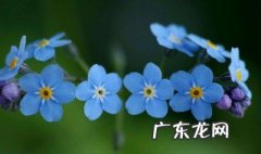 勿忘我是什么味道 勿忘我是什么