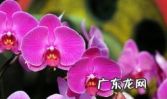 蝴蝶兰知识大全 蝴蝶兰知识大全图解