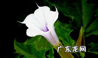 曼陀罗是什么花 曼陀罗是什么