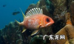 金鱼卵孵化要打氧气吗 金鱼卵孵化要打氧气吗视频