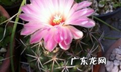 仙人球多久开花? 仙人球多少时间开花