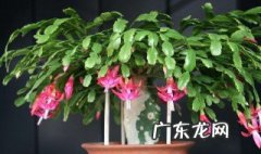 蟹爪兰叶子变红不开花 蟹爪兰叶子变红不开花怎么办