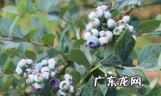 湖南有蓝莓种植基地吗 蓝莓湖南可以种植吗