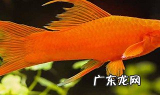 新手适合养哪些观赏鱼 新手最适合养什么观赏鱼