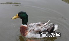 野鸭蛋为什么不能捡 野鸭蛋吃了有什么好处