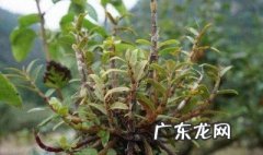 用红砖种铁皮石斛 完全用砖头能养铁皮石斛吗
