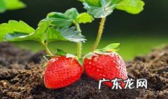 草莓有种子吗那要怎么栽种 草莓有种子吗那要怎么栽种才能结果