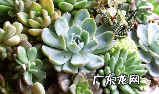 多肉怎么出状态 多肉怎么上色出状态