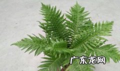 富贵蕨的功效与作用 富贵蕨养殖方法和注意事项