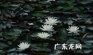 睡莲冷知识 睡莲知识大全