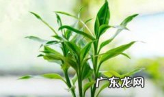 富贵竹是什么科 富贵竹是什么