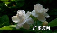 茉莉花常识 茉莉花知识大全