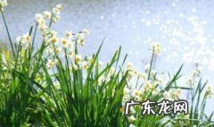 水仙花是什么品种 水仙花是什么