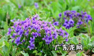 紫花地丁是什么药 紫花地丁是什么