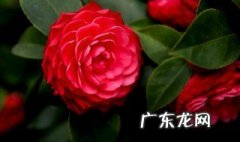 山茶花是什么颜色 山茶花是什么