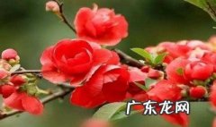 秋海棠的花语及传说 秋海棠花的花语和寓意