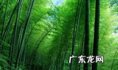竹子是什么 竹子是什么科植物