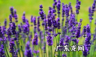 薰衣草是什么 薰衣草是什么季节开的花