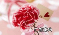 康乃馨是什么花 康乃馨是什么